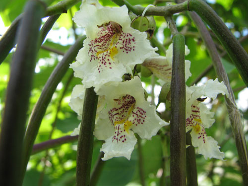 Catalpa ovata
