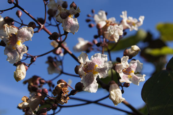 Catalpa erubescens Catalpa erubescens