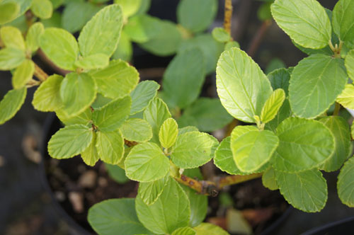 Ceanothus arboreus 'Trewithen Blue'