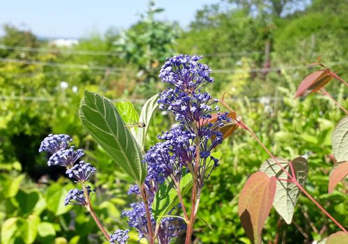 Ceanothus x delilianus 'Henri Desfosse' Ceanothus x delilianus 'Henri Desfosse'