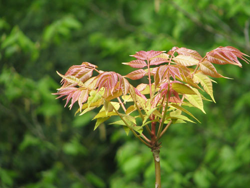 Cedrela sinensis