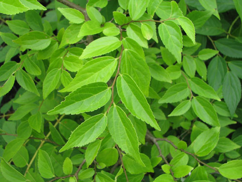 Celtis julianae