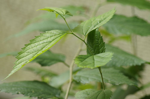 Celtis occidentalis Celtis occidentalis
