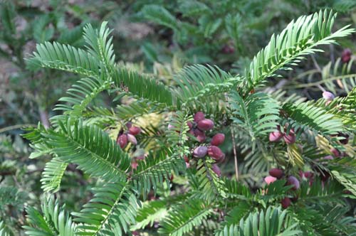 Cephalotaxus harringtonia