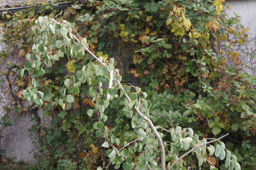 Cercidiphyllum japonicum 'Pendulum'