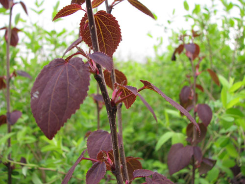 Cercidiphyllum japonicum 'Rotfuchs' Cercidiphyllum japonicum 'Rotfuchs'