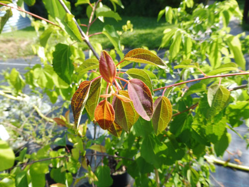 Cercidiphyllum japonicum 'Tidal Wave' Cercidiphyllum japonicum 'Tidal Wave'