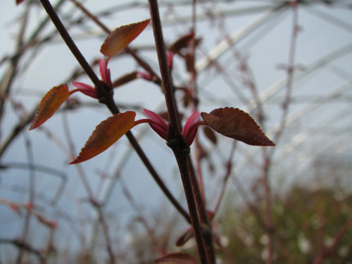 Cercidiphyllum japonicum var.magnificum