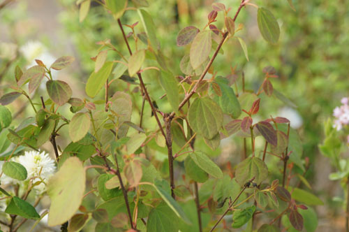 Cercidiphyllum japonicum Cercidiphyllum japonicum