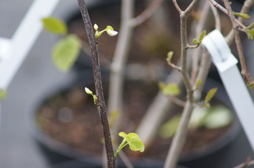 Cercis canadensis 'Royal White'