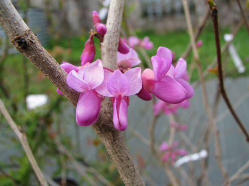 Cercis glabra