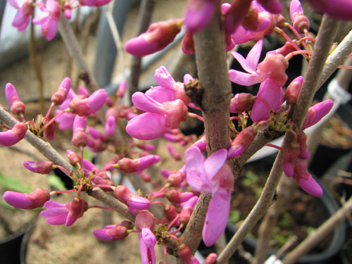 Cercis racemosa