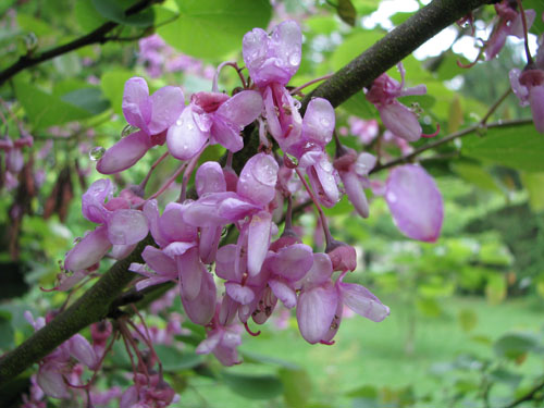 Cercis siliquastrum