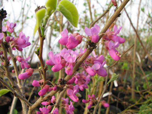 Cercis yunnanensis