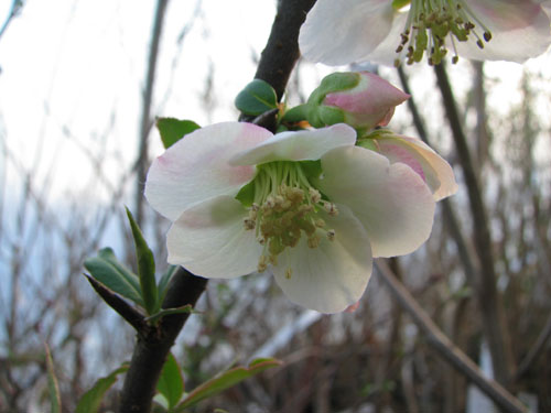 Chaenomeles cathayensis Chaenomeles cathayensis