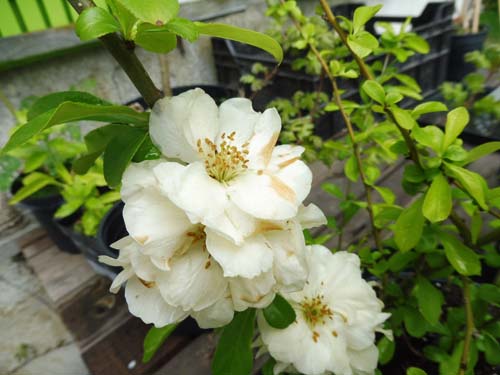 Chaenomeles speciosa 'Nivalis'