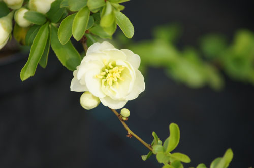 Chaenomeles speciosa
