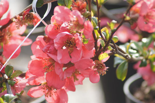 Chaenomeles superba 'Pink Lady'