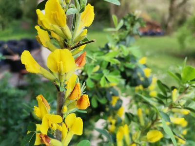 Chamaecytisus ratisbonensis Chamaecytisus ratisbonensis