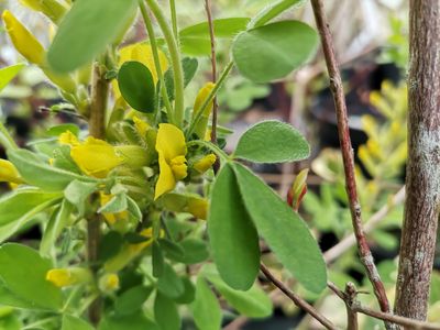 Chamaecytisus supinus