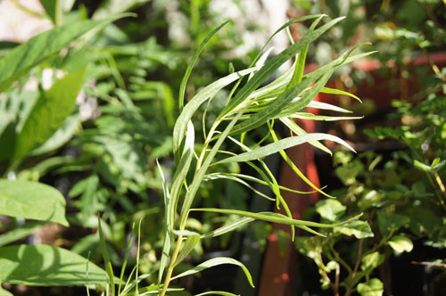 Chilopsis linearis