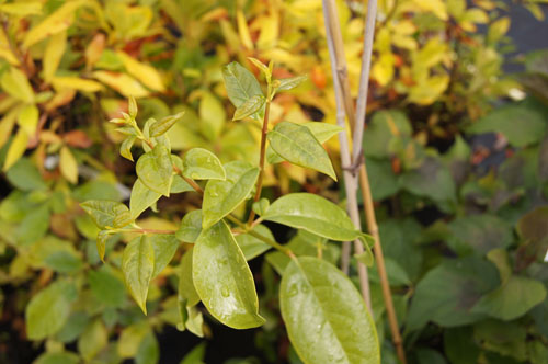 Chimonanthus nitens