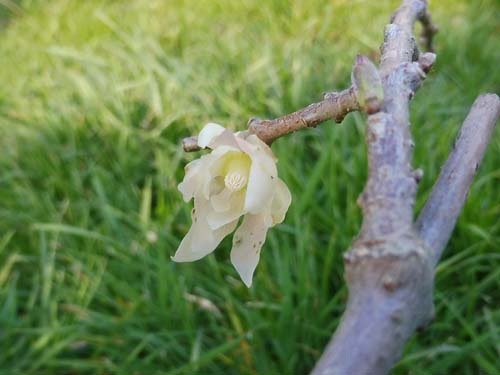 Chimonanthus praecox