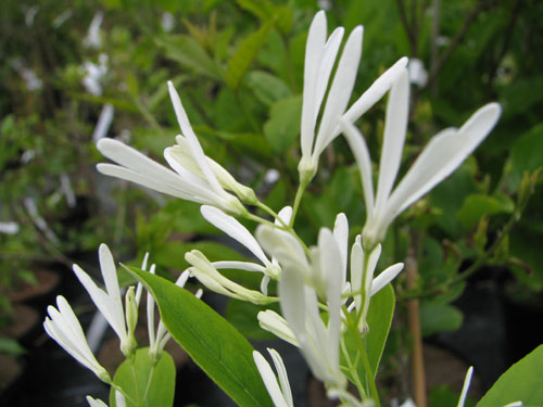 Chionanthus retusus 'China Snow' Chionanthus retusus 'China Snow'
