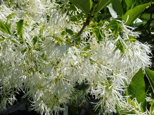 Chionanthus virginicus