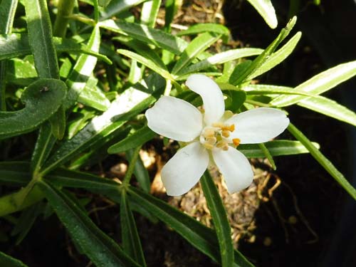 Choisya ternata 'Aztec Pearl'