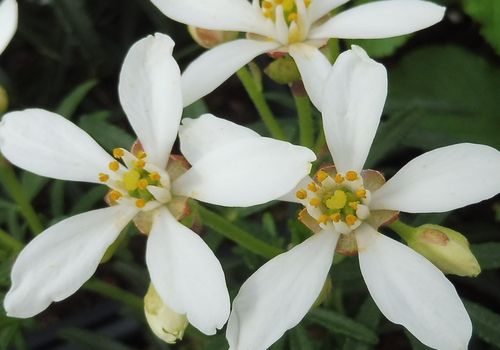 Choisya ternata 'White Dazzler' Choisya ternata 'White Dazzler'