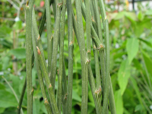 Chordospartium stevensonii