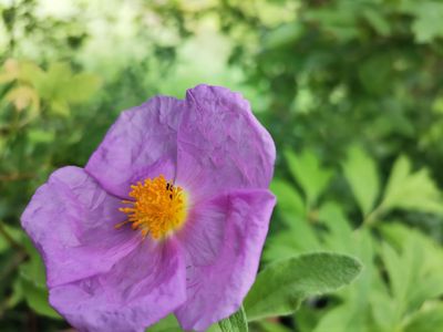 Cistus incanus