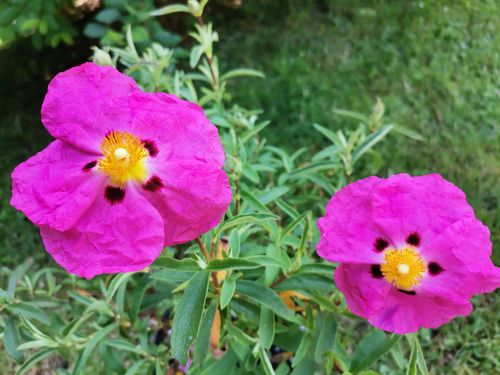 Cistus purpureus