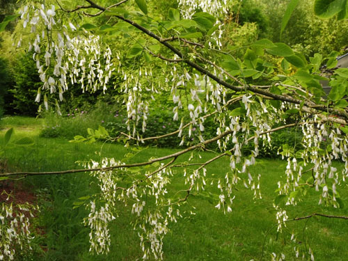 Cladrastis lutea