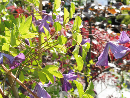 Clematis 'Francis Rivis' Clematis 'Francis Rivis'