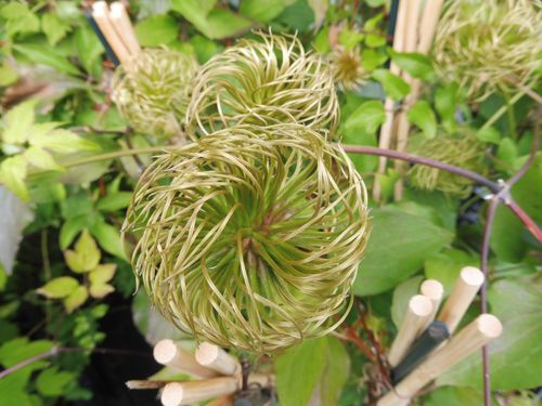 Clematis 'Omoshiro' Clematis 'Omoshiro'