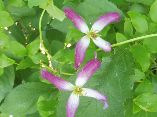 Clematis 'Sweet Summer Love' Clematis 'Sweet Summer Love'