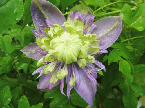 Clematis 'Taïga' Clematis 'Taïga'