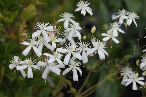 Clematis hexapetala Clematis hexapetala