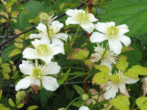Clematis kirilowii Clematis kirilowii