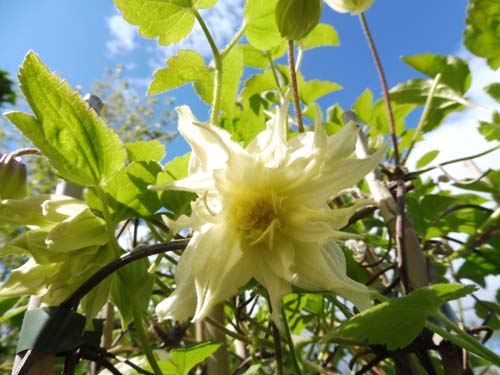 Clematis koreana 'Amber' Clematis koreana 'Amber'