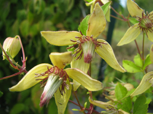 Clematis serratifolia