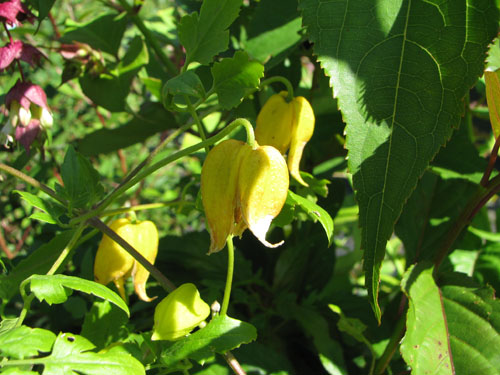Clematis tangutica Clematis tangutica