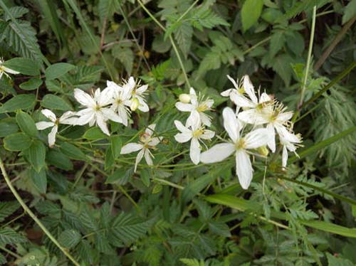 Clematis terniflora var.mandshurica