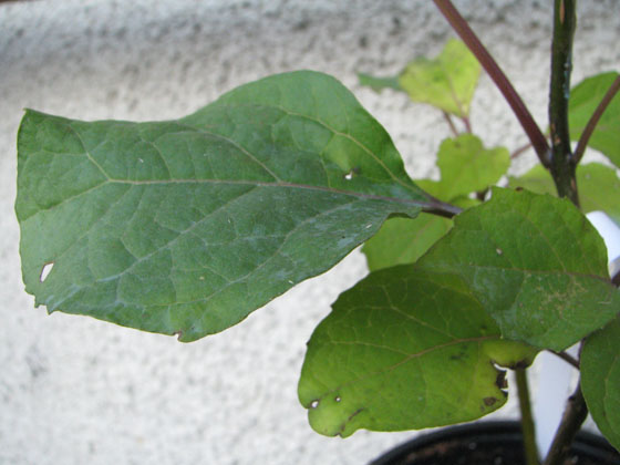 Clerodendrum bungei