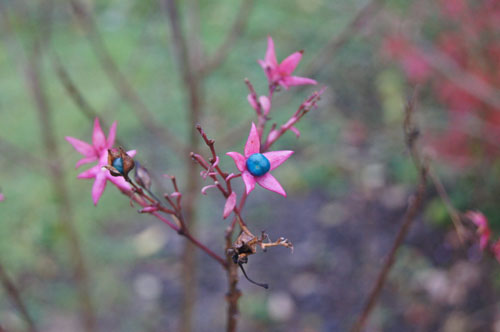 Clerodendrum trichotomum