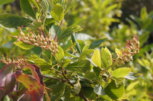 Clethra alnifolia