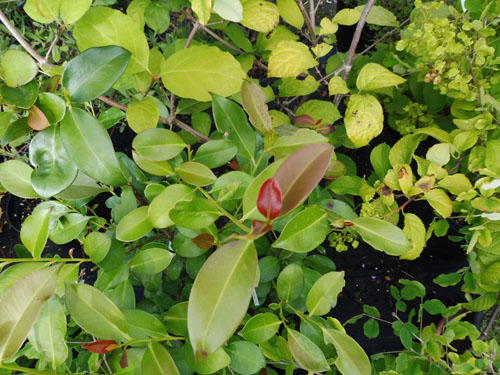 Cleyera japonica