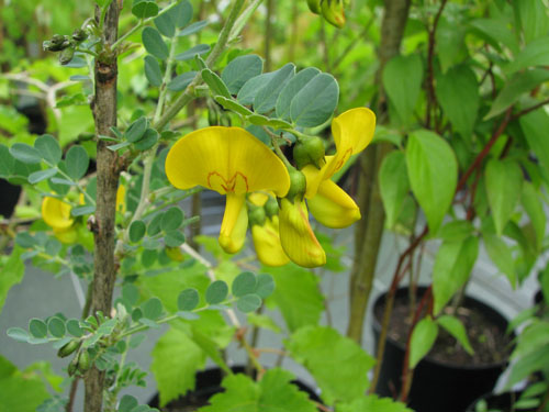 Colutea arborescens